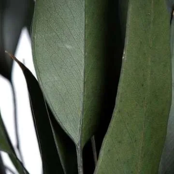 Vickerman 18 Inch Eucalyptus Bundle for Everyday Home Decor