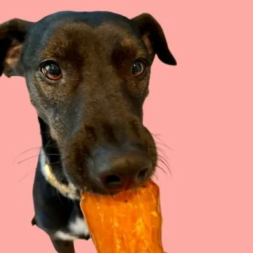 Premium Organic Sweet Potato Dog Treats - 12oz