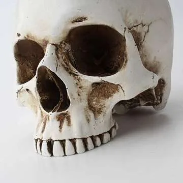 Skull Flower Pot for Unique Home Decor