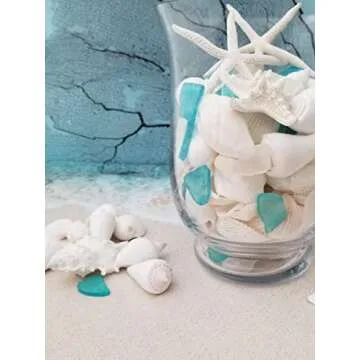 Natural Sea Shells & Starfish Decor | 1.5 lbs Assorted | DIY