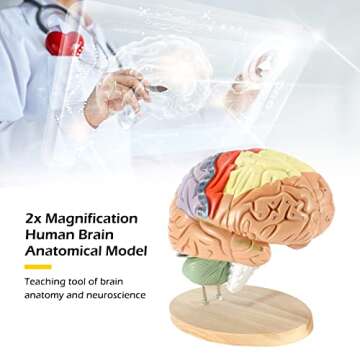 Dyna-Living Human Brain Model Anatomy 2X Life Size Human Brain Anatomical Model for Neuroscience wit...