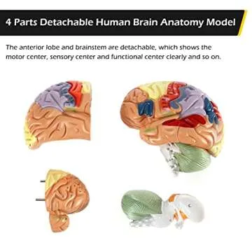 Dyna-Living Human Brain Model Anatomy 2X Life Size Human Brain Anatomical Model for Neuroscience with Color-Coded Detachable Brain Model for Science Research Medical Learning or Model Display