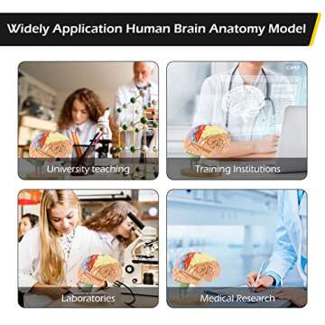 Dyna-Living Human Brain Model Anatomy 2X Life Size Human Brain Anatomical Model for Neuroscience with Color-Coded Detachable Brain Model for Science Research Medical Learning or Model Display