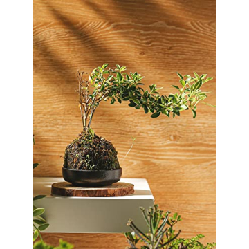 YJR Ceramic Japanese Dipping Bowls Set with Stand - Elegant & Durable