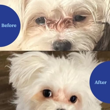 Angels’ Eyes Tear Stain Soft Chews - Chicken Flavor for Pets