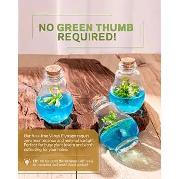 Venus Fly Trap, Grow Your Own Venus Flytrap in a 100% Self Sustaining Glass Terrarium, Maintenance Free, Easy to Grow, Healthy Growth Guarantee
