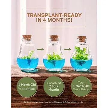 Venus Fly Trap, Grow Your Own Venus Flytrap in a 100% Self Sustaining Glass Terrarium, Maintenance Free, Easy to Grow, Healthy Growth Guarantee