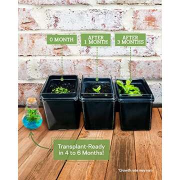 Venus Fly Trap, Grow Your Own Venus Flytrap in a 100% Self Sustaining Glass Terrarium, Maintenance Free, Easy to Grow, Healthy Growth Guarantee