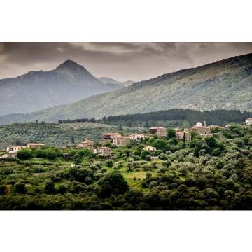 Greek Olive Oil 2023