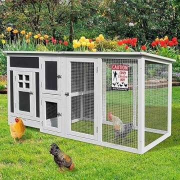 Funny Chicken Lady Sign for Farm Decor and Gifting