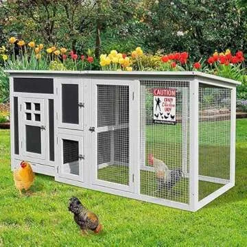 Funny Chicken Lady Sign for Farm Decor and Gifting