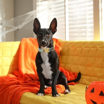 Durable Halloween Dog Collar - Lovely and Adjustable