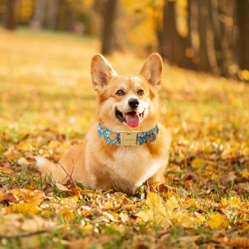 Durable Halloween Dog Collar - Lovely and Adjustable