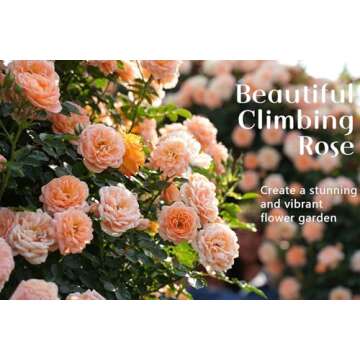 600+ Mix Climbing Rose Seeds for Planting Outdoors Heirloom Rose Bushes Ready to Plant Gardening Ros...