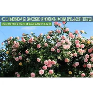 600+ Climbing Rose Seeds for Vibrant Garden Blooms