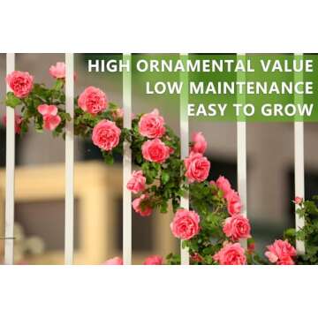 600+ Climbing Rose Seeds for Vibrant Garden Blooms