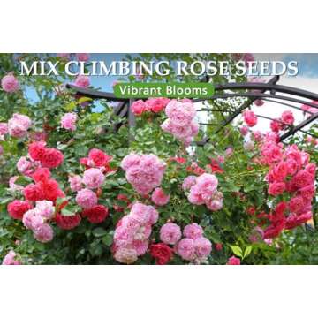 600+ Climbing Rose Seeds for Vibrant Garden Blooms