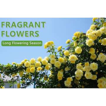 600+ Climbing Rose Seeds for Vibrant Garden Blooms