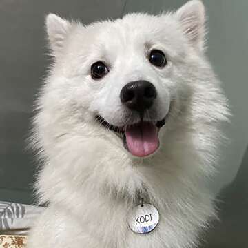 Personalized Stainless Steel Pet ID Tags for Dogs and Cats