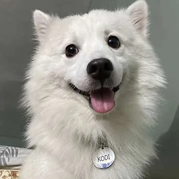 Personalized Stainless Steel Pet ID Tags for Dogs and Cats