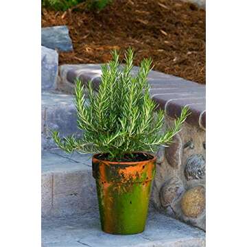 Live Upright Rosemary Plant - Fragrant Edible Herb for Home