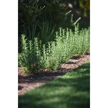 Live Upright Rosemary Plant - Fragrant Edible Herb for Home