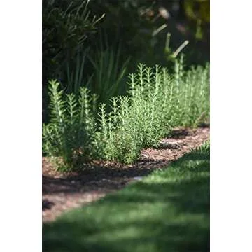 Live Upright Rosemary Plant - Fragrant Edible Herb for Home