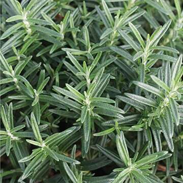 Live Upright Rosemary Plant - Fragrant Edible Herb for Home
