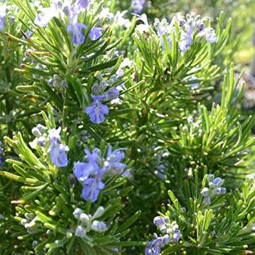 Live Upright Rosemary Plant - Fragrant Edible Herb for Home