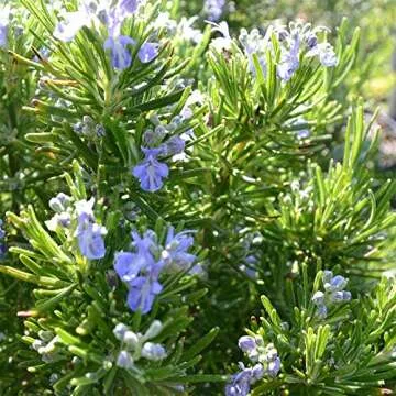 Live Upright Rosemary Plant - Fragrant Edible Herb for Home