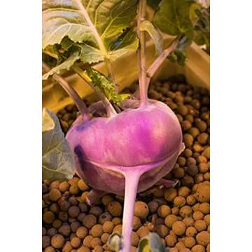 Hydroton Original Clay Pebbles - 10 Liter | Lightweight Expanded Clay Aggregate Made in Germany