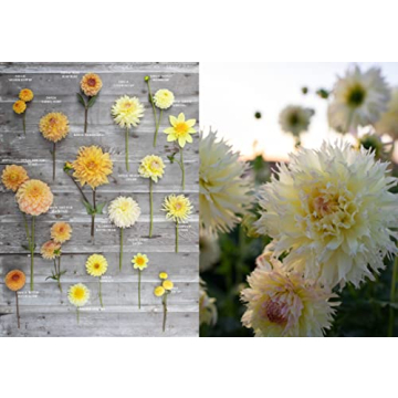 Floret Farm's Discovering Dahlias: A Guide to Growing and Arranging Magnificent Blooms (Floret Farms x Chronicle Books)