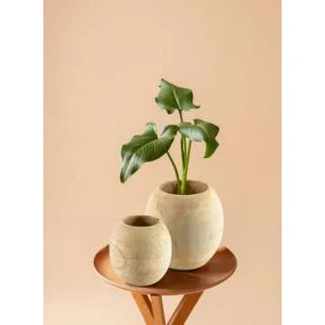 Serene Spaces Teak Essence Vase for Dried Flowers