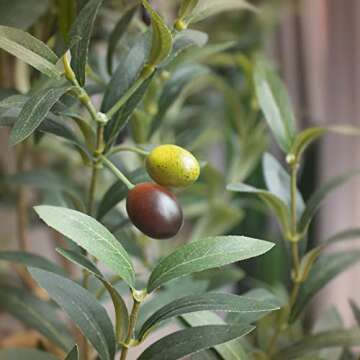 Bellacat Faux Olive Tree 5ft，Olive Trees Artificial Indoor with Natural Wood Trunk and Realistic L...