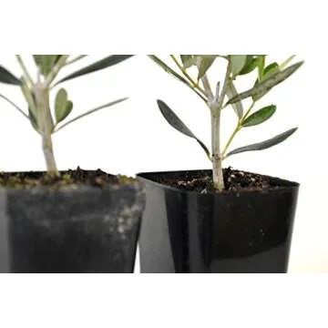 Olive Tree Seedlings - 9GreenBox - Unique Gift for Plant Lovers