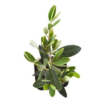 9GreenBox - Olive Tree - Tree of Peace - Olea europaea - 2 Pack