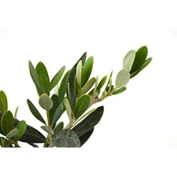 9GreenBox - Olive Tree - Tree of Peace - Olea europaea - 2 Pack