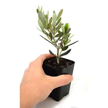 9GreenBox - Olive Tree - Tree of Peace - Olea europaea - 2 Pack