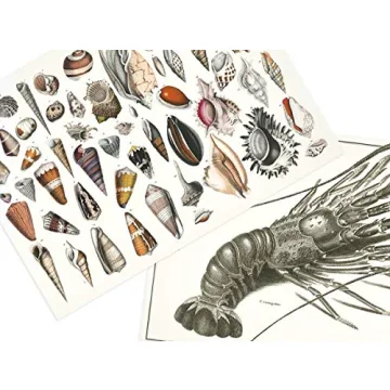 Marine Paper Placemat Pad in English, French, German