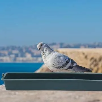 GANAZONO 3pcs No Mess Quail Feeder Removable Hanging Chicken Feeder Trough Water Trough for Pigeon Parrots Chicks Quail Duck Bird Poultry Animal