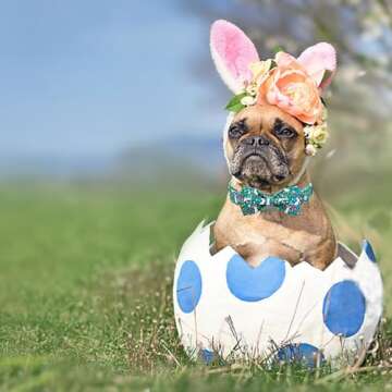 Elegant little tail Easter Dog Collar, Bunny Print Dog Collar with Bow Girl Boy Pet Collar Bowtie Spring Collar Holiday Dog Collar Adjustable Dog Collar for Medium Dogs