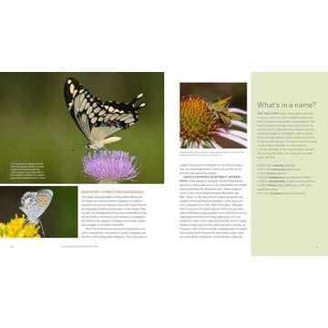 Gardening for Butterflies: How You Can Attract and Protect Beautiful, Beneficial Insects
