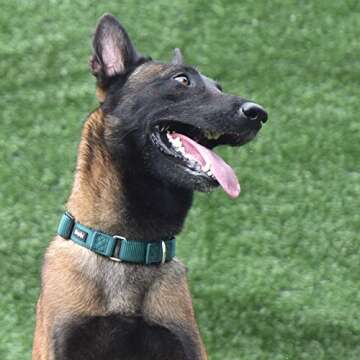 Hyhug Martingale Dog Collar Without Buckle: Anti Escape, No Slip Heavy - Duty Nylon, Colorfast & Adjustable for Medium Breeds（Medium, Solid Color Dark Green