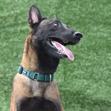 Hyhug Martingale Dog Collar Without Buckle: Anti Escape, No Slip Heavy - Duty Nylon, Colorfast & Adjustable for Medium Breeds（Medium, Solid Color Dark Green