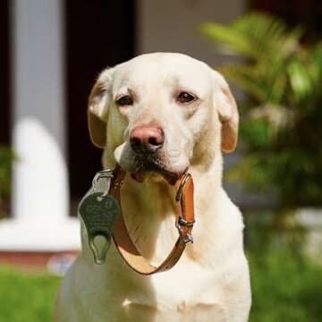 Effective Tick Key for Easy Tick Removal and Safety