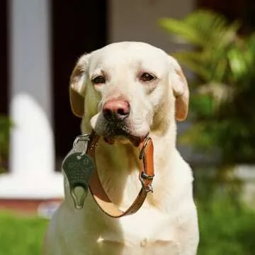 Effective Tick Key for Easy Tick Removal and Safety