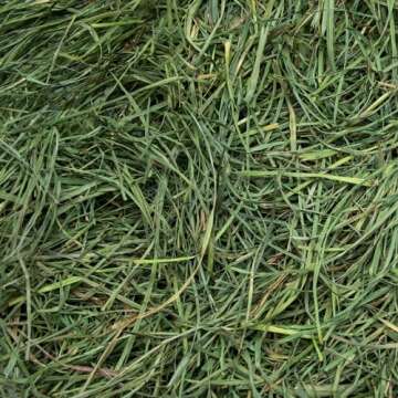 Rabbit Hole Hay: Ultra Premium Orchard Grass for Small Pets - 5 lb Box - Fresh & Soft