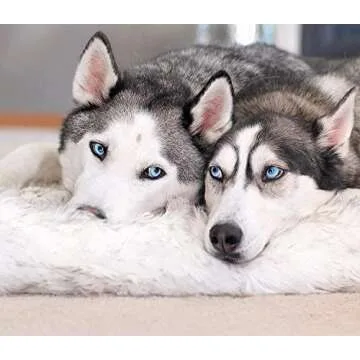 PupRug Orthopedic Dog Bed for Ultimate Comfort