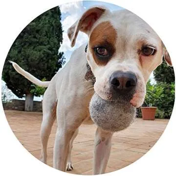 Creature ECO 100% Organic Wool Dog Balls 2-Pack - All Natural Large Dog Ball- Eco Friendly Wool Dog Toy - Safe for Your Pet & The Planet