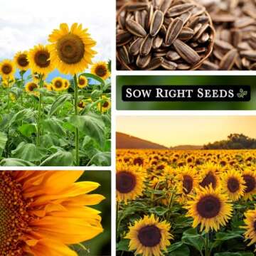 Sow Right Seeds - Mammoth Sunflower Seeds to Plant - Grow Giant Sunflowers in Your Garden - Non-GMO Heirloom Seeds for Planting an Outdoor Garden - Bright Yellow Blooms - Attract Bees and Birds (1)